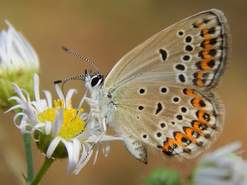 Questo Plebejus  un rebus...